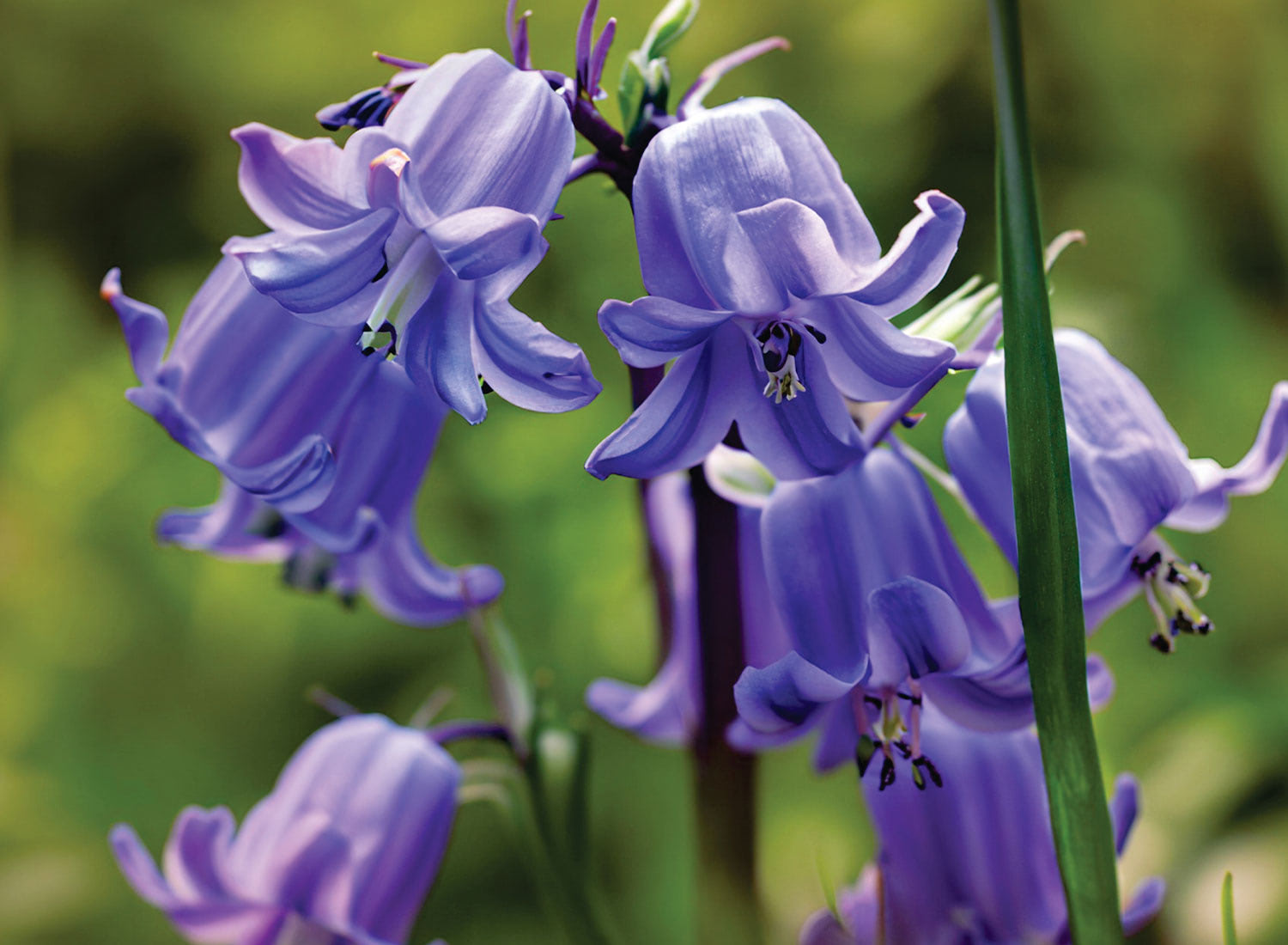 Purple spanish bluebells blooming on delicate stems in spring woodland garden
