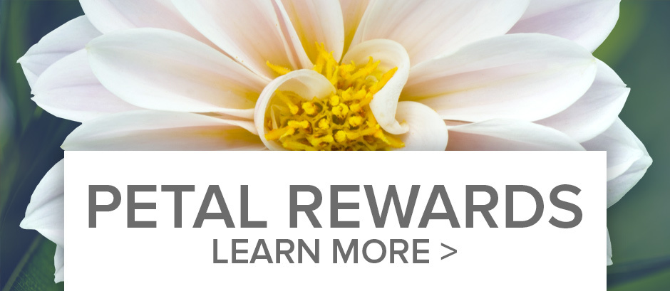 Pet Point Reward Points