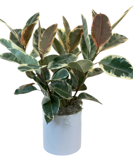 Rubber Tree - Green Plant