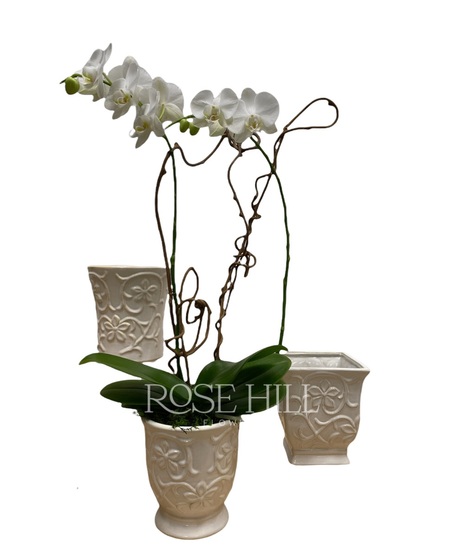 Orchid in Embossed Pottery