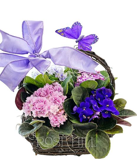 African Violet