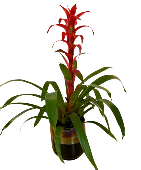 Bromeliad - Blooming Plant