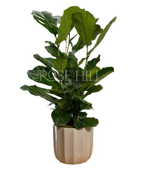 Fiddle Leaf Fig Bush