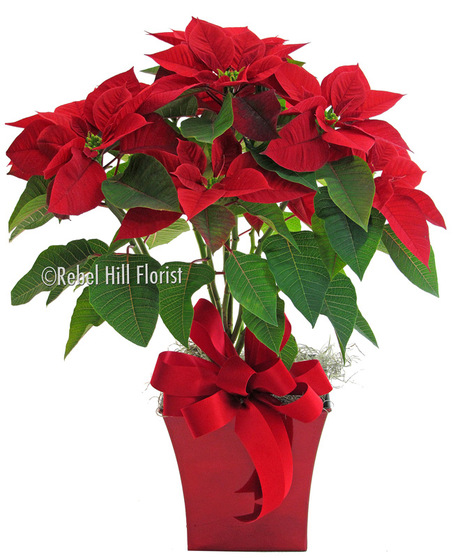 Festive Poinsettia