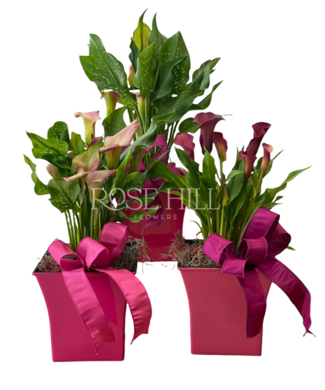 Calla Lily