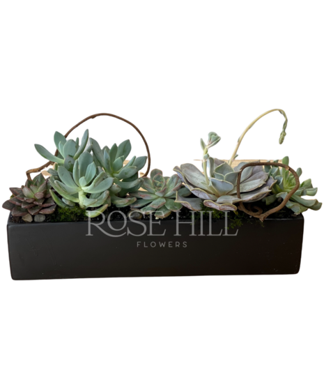 Stylish Planter of Succulents