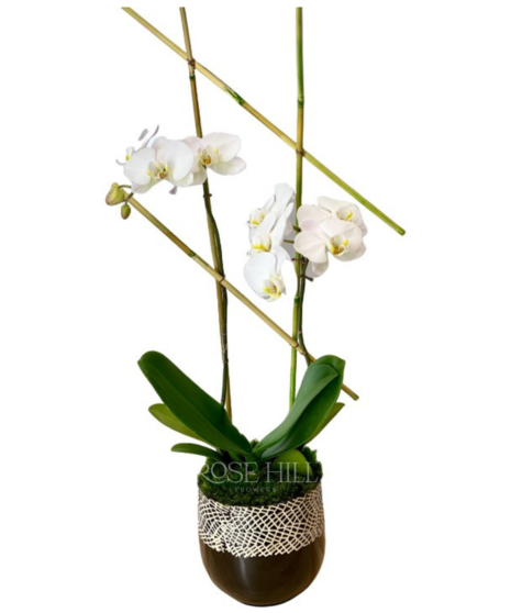 Zen Orchid