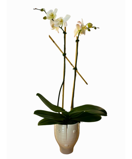 Orchid Expressions