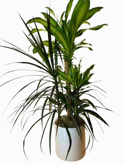 Dracaena Combo