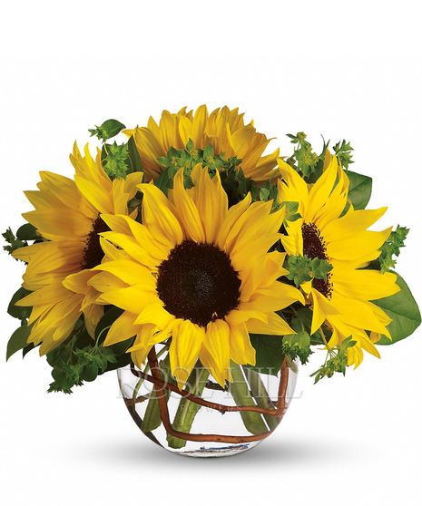 Sunny Sunflowers