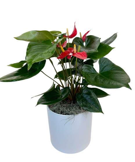 Anthurium - Blooming Plant