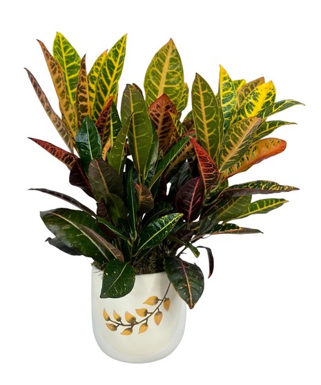 Autumn Croton Plant