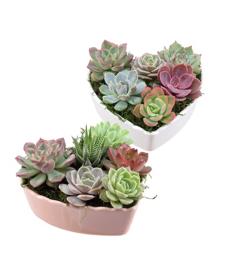 Succulent Love
