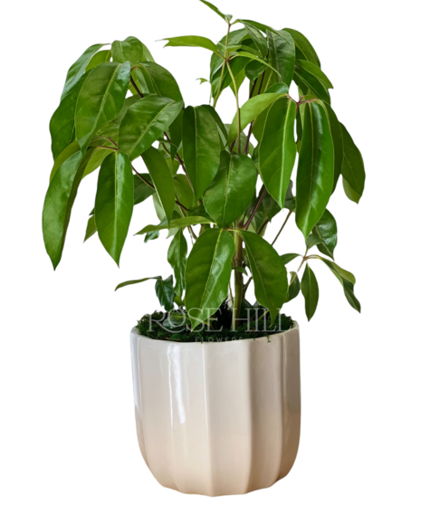 Striking Schefflera plant in an upgraded container.