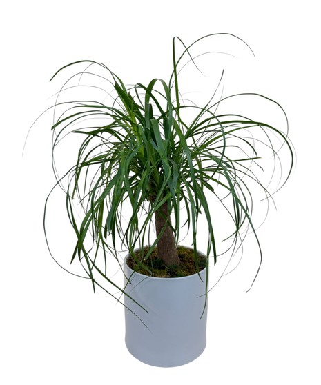 Pony Tail Palm - Green Plant