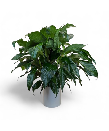 Spathiphyllum Plant - Peace Lily
