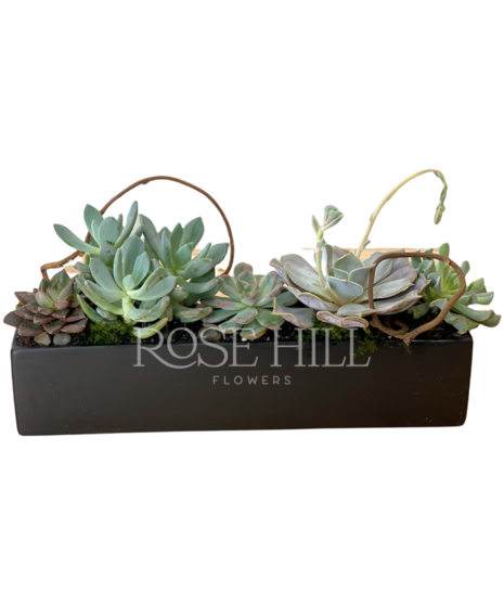 Stylish Planter of Succulents