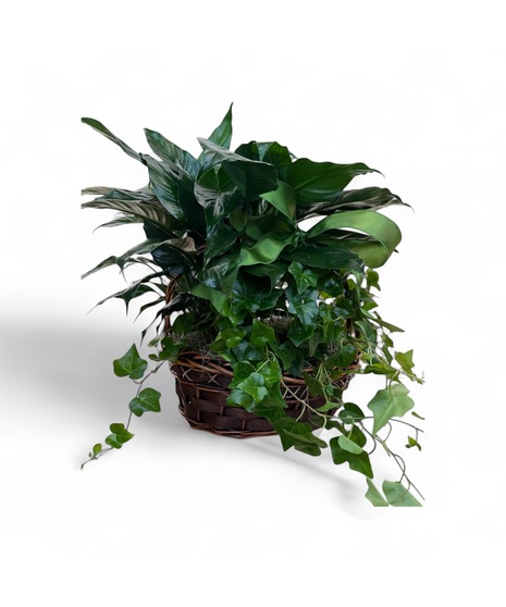 Mix of European Garden Green Plants in a Nice Basket.