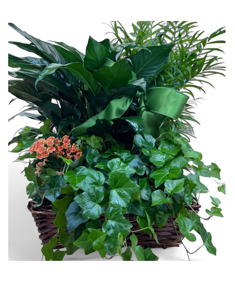 Mix of Blooming European Gardens in Nice Gift Basket