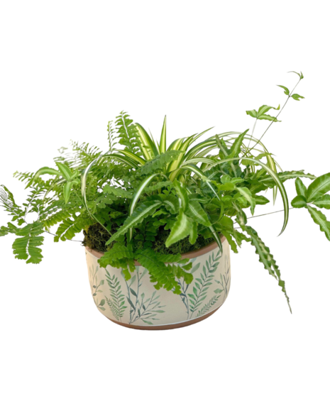 Wandering Ferns - Green Plants