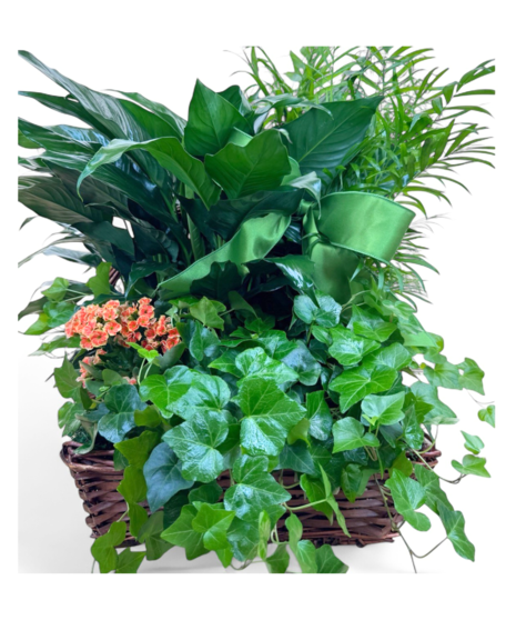 Mix of Blooming European Gardens in Nice Gift Basket