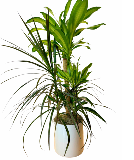 Dracaena Combo - Green Plant