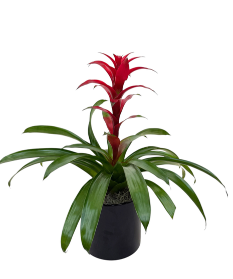Bromeliad - Blooming Plant