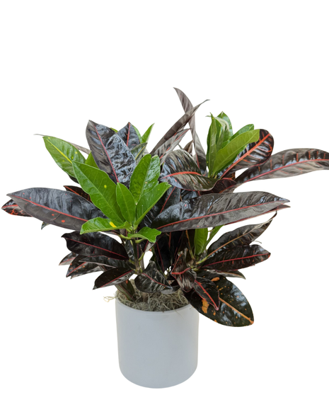 Croton Plant - Curated Collection