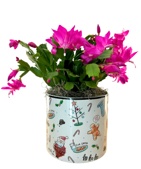 Christmas Cactus