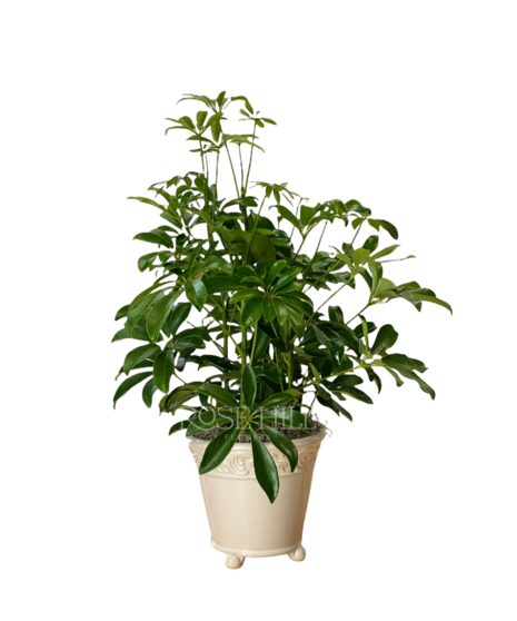 Arboricola