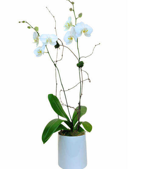 Orchid in Ceramic Container