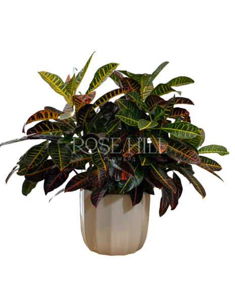 Croton Plant