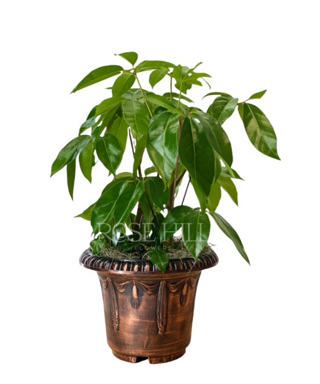 Striking Schefflera plant in an upgraded container.