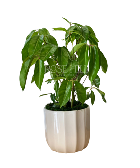 Striking Schefflera plant in an upgraded container.