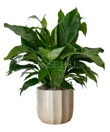 Spathiphyllum Plant - Peace Lily