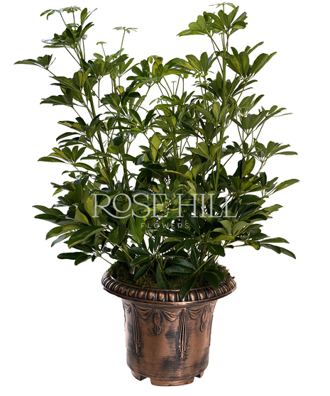 Arboricola plant.