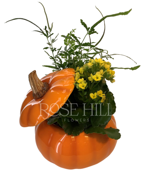 Blooming Pumpkin