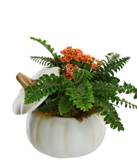 Blooming plant in a white ceramic pumpkin.
