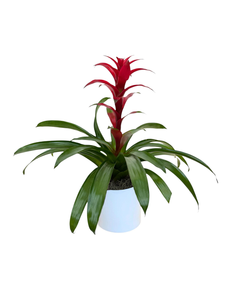 Flowering Plants