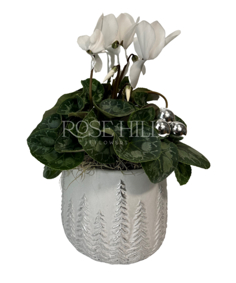 Cyclamen