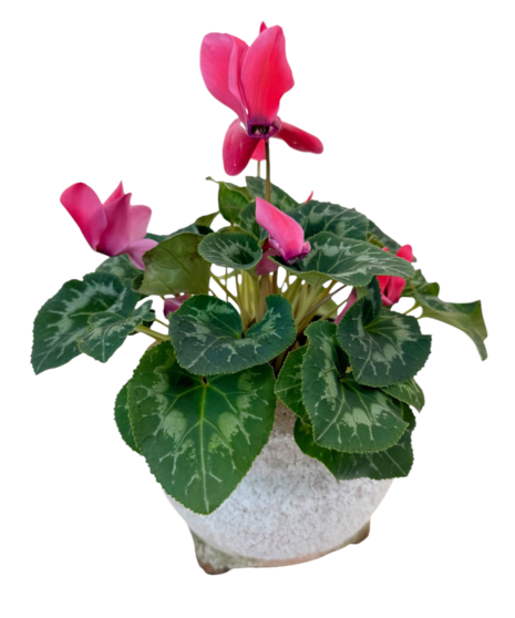 Cyclamen - Blooming Plant