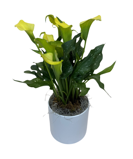 Calla Lily