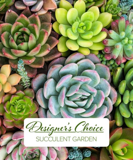 Succulent Garden