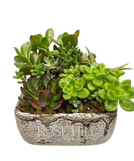 Desktop Succulent Garden