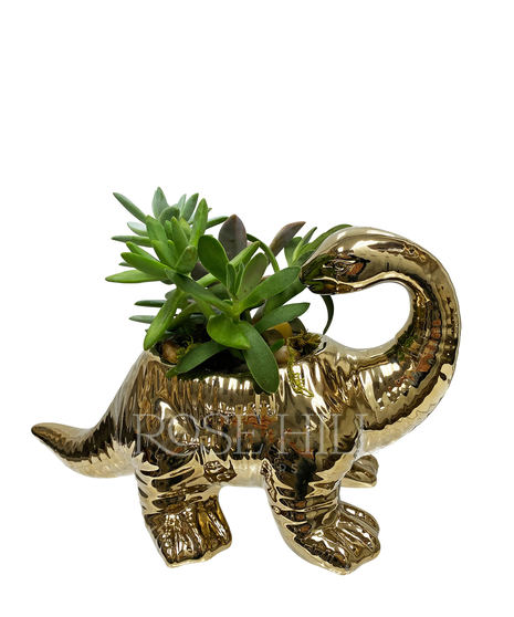 Dino-mite