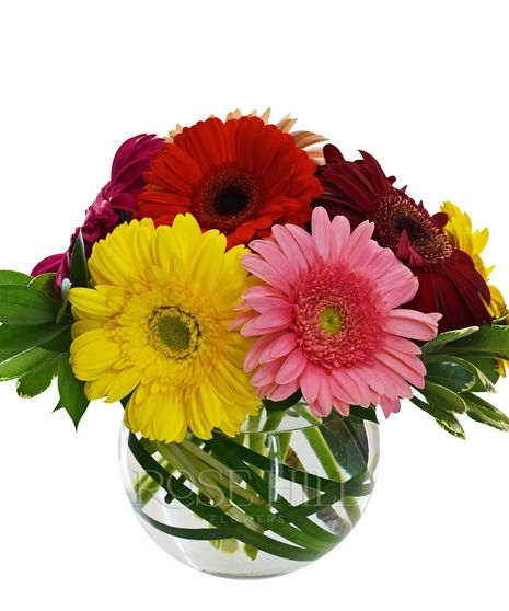 Vibrant gerbera daisies in a clear bubble bowl vase