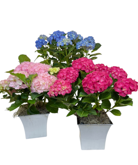 Hydrangea Plant