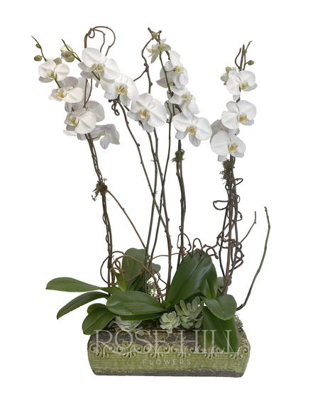 Stunning Orchids with Succulents