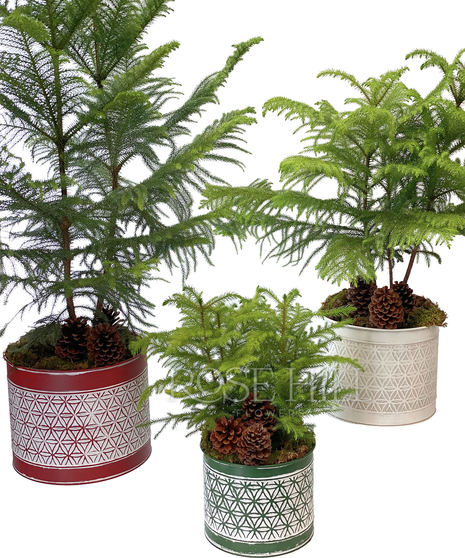 Norfolk Island Pines in a small green, medium white or large red.