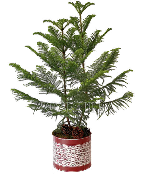 Norfolk Island Pines in a small green, medium white or large red.